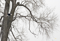 Bald Eagle 6068